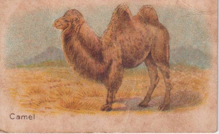 Cigarette Card  Africa Tabaco manufactures Limited Cape Town Animal 6