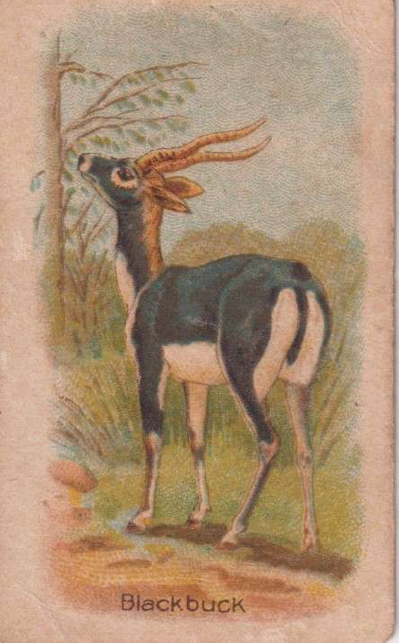 Cigarette Card  Africa Tabaco manufactures Limited Cape Town Animal