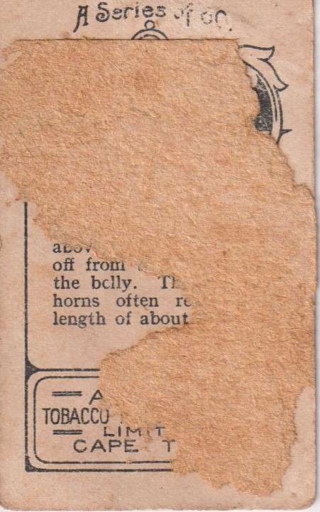 Cigarette Card  Africa Tabaco manufactures Limited Cape Town Animal