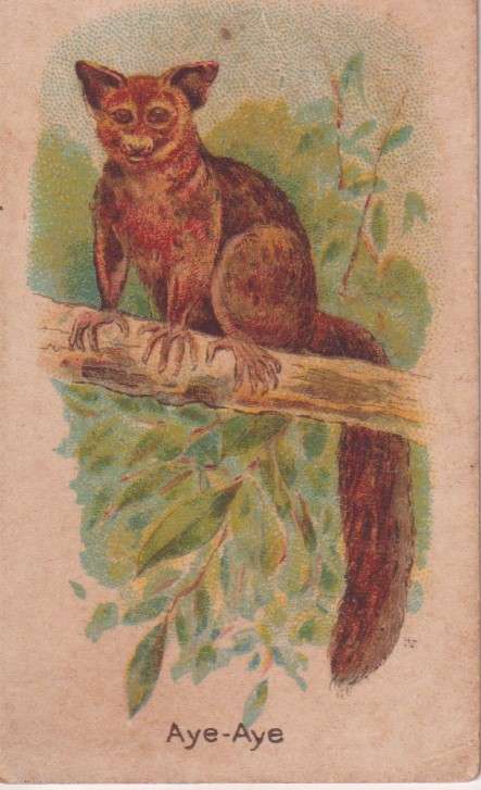 Cigarette Card  Africa Tabaco manufactures Limited Cape Town Animal 38