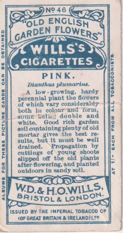 Cigarette Card Old English Garden Flower No. 46