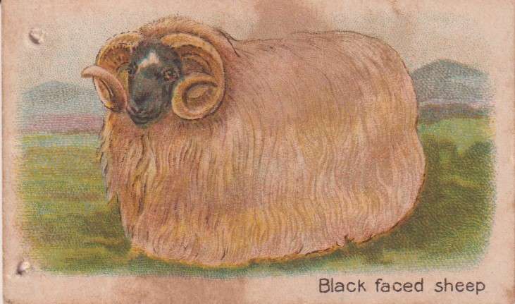 Cigarette Card  Africa Tabaco manufactures Limited Cape Town Animal 46