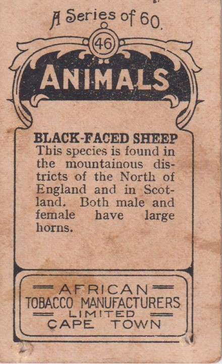 Cigarette Card  Africa Tabaco manufactures Limited Cape Town Animal 46
