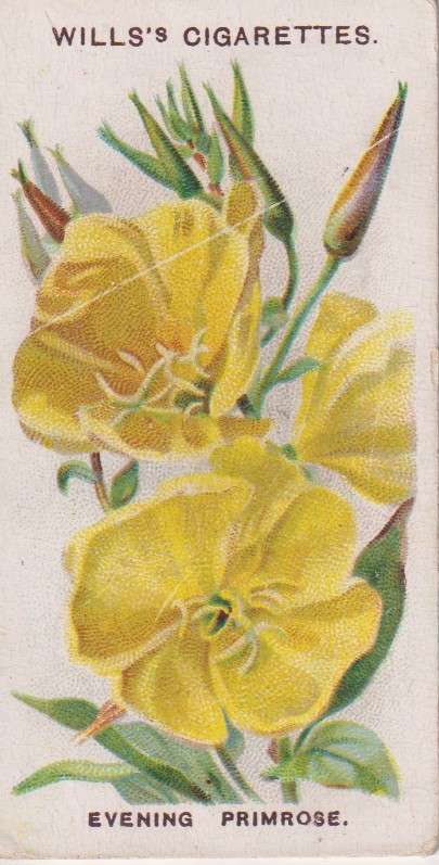 Cigarette Card Old English Garden Flower No. 9