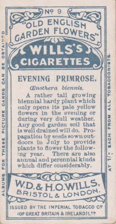 Cigarette Card Old English Garden Flower No. 9