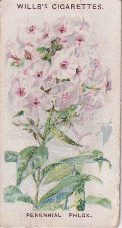 Cigarette Card Old English Garden Flower No. 9