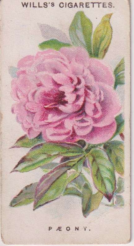 Cigarette Card Old English Garden Flower No. 28