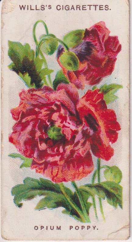 Cigarette Card Old English Garden Flower No. 38