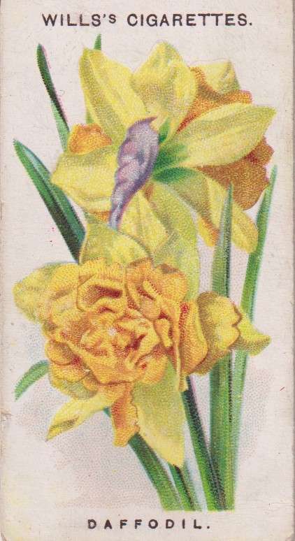 Cigarette Card Old English Garden Flower No. 41
