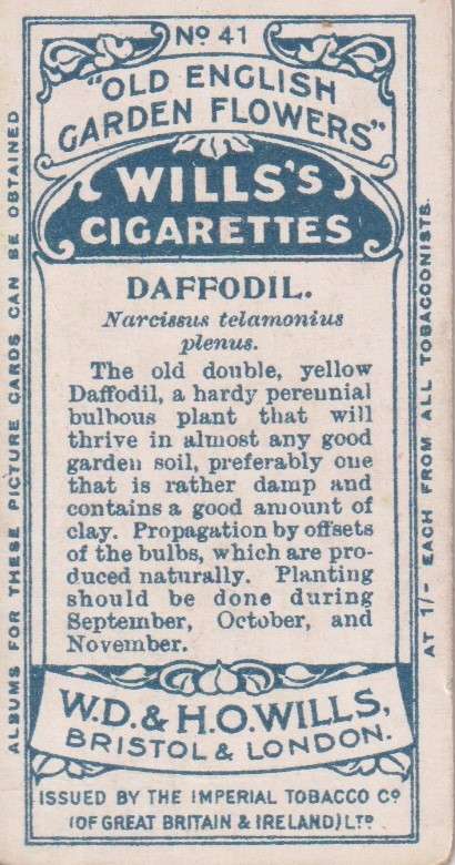 Cigarette Card Old English Garden Flower No. 41