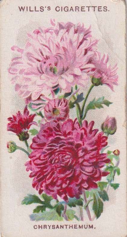 Cigarette Card Old English Garden Flower No. 50