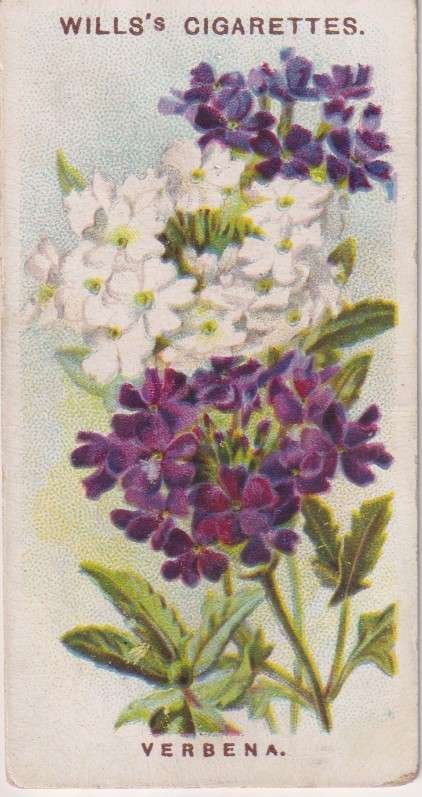 Cigarette Card Old English Garden Flower No. 5