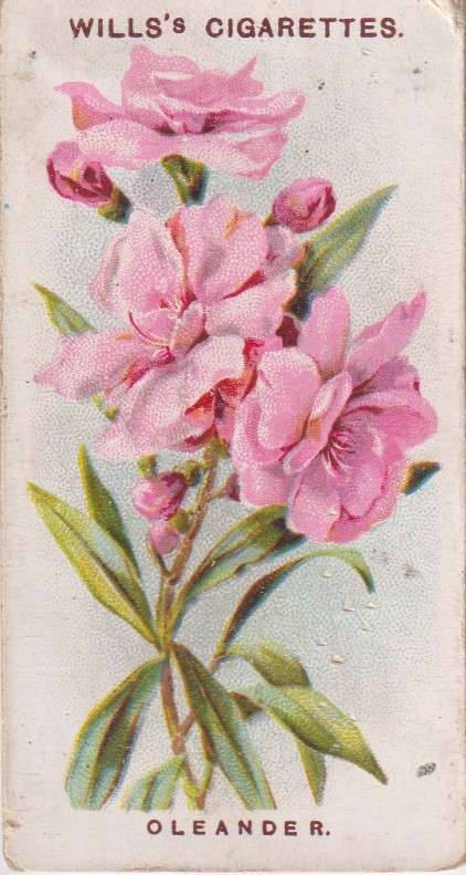 Cigarette Card Old English Garden Flower No. 7