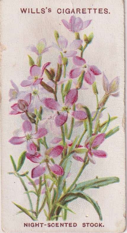 Cigarette Card Old English Garden Flower No. 6