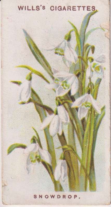 Cigarette Card Old English Garden Flower No. 10