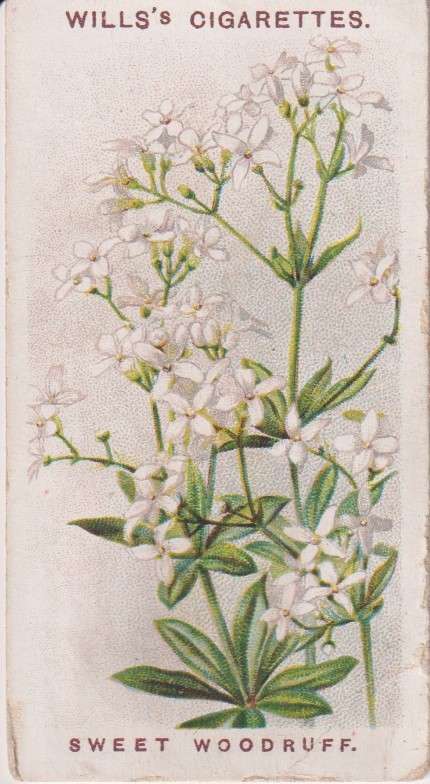 Cigarette Card Old English Garden Flower No. 11