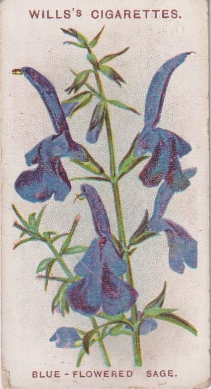 Cigarette Card Old English Garden Flower No. 14