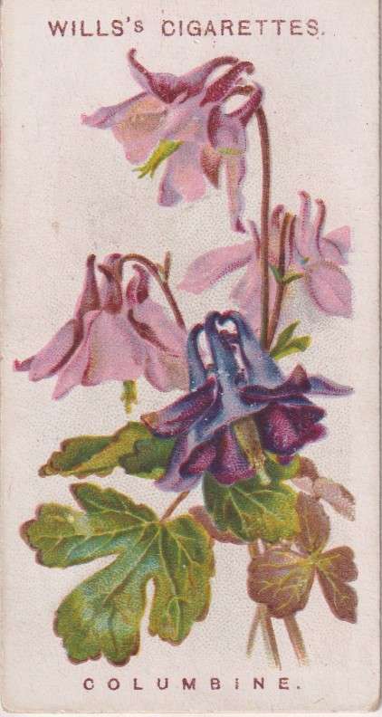 Cigarette Card Old English Garden Flower No. 18