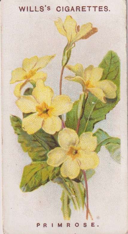 Cigarette Card Old English Garden Flower No. 19