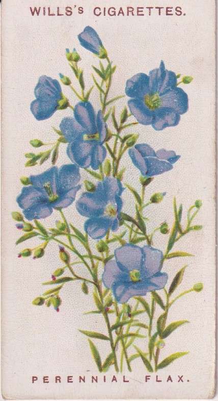Cigarette Card Old English Garden Flower No. 20