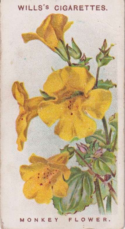Cigarette Card Old English Garden Flower No. 22