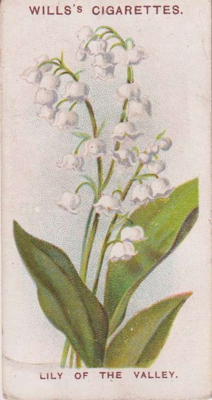 Cigarette Card Old English Garden Flower No. 24