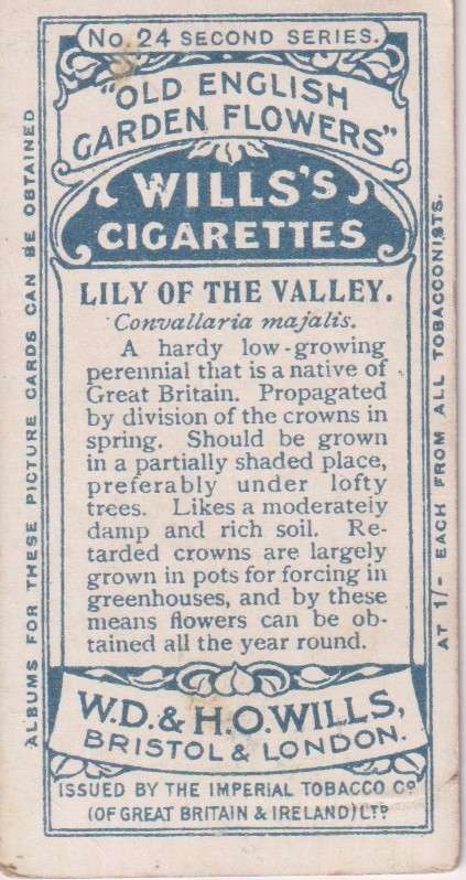 Cigarette Card Old English Garden Flower No. 24