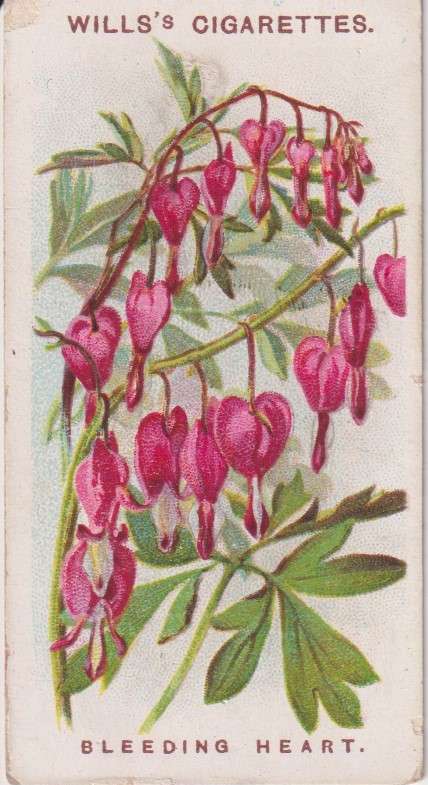 Cigarette Card Old English Garden Flower No. 25