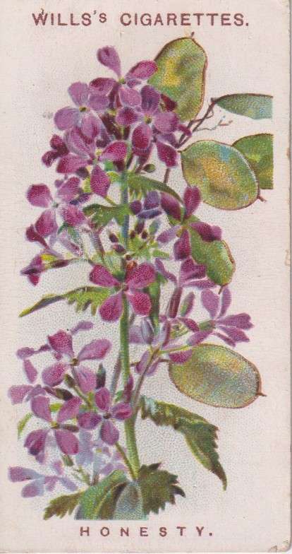 Cigarette Card Old English Garden Flower No. 26