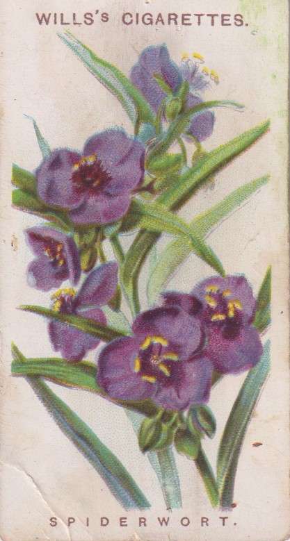 Cigarette Card Old English Garden Flower No. 27