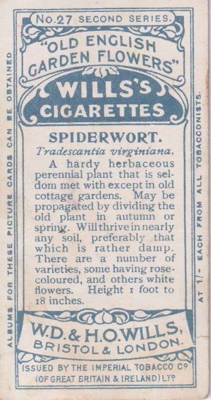 Cigarette Card Old English Garden Flower No. 27