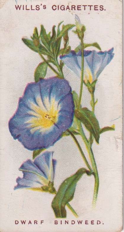 Cigarette Card Old English Garden Flower No. 28