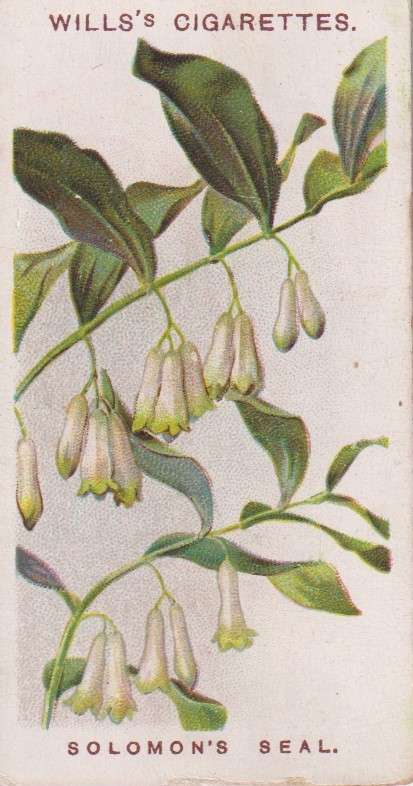 Cigarette Card Old English Garden Flower No. 32
