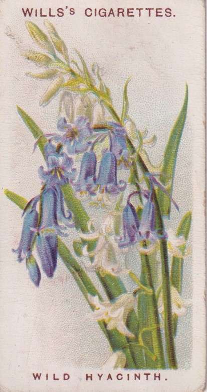 Cigarette Card Old English Garden Flower No. 36