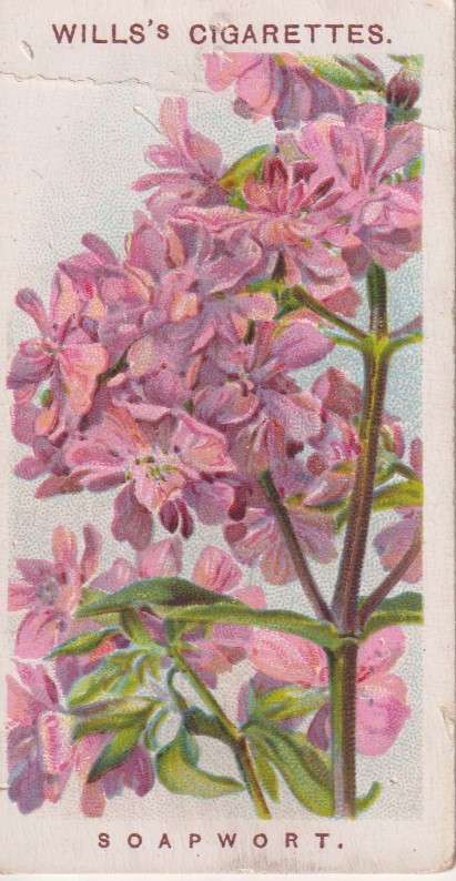 Cigarette Card Old English Garden Flower No. 42