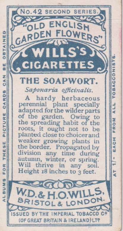 Cigarette Card Old English Garden Flower No. 42