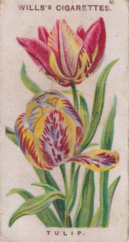 Cigarette Card Old English Garden Flower No. 2