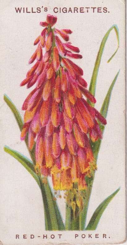 Cigarette Card Old English Garden Flower No. 43