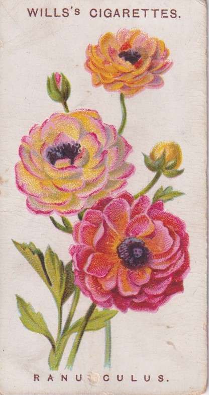Cigarette Card Old English Garden Flower No. 49