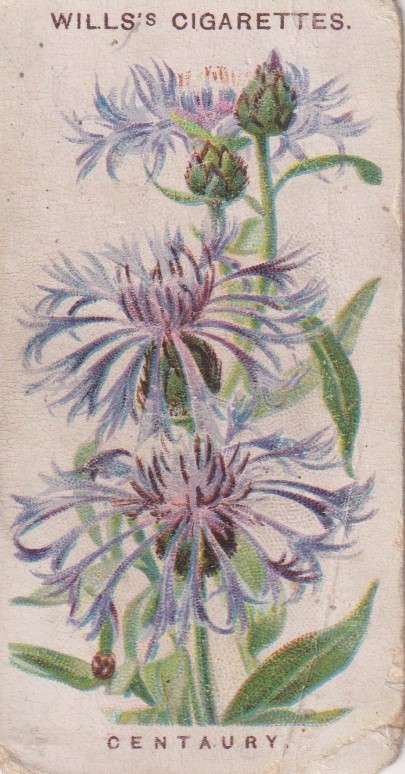 Cigarette Card Old English Garden Flower No. 5
