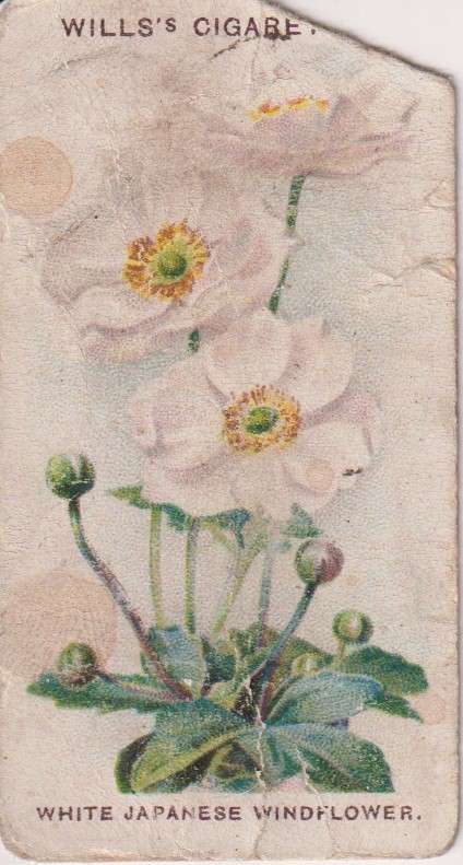 Cigarette Card Old English Garden Flower No. 8