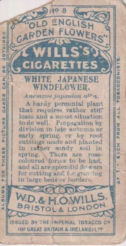 Cigarette Card Old English Garden Flower No. 8