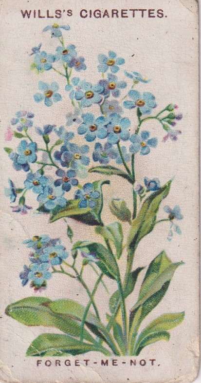 Cigarette Card Old English Garden Flower No. 13