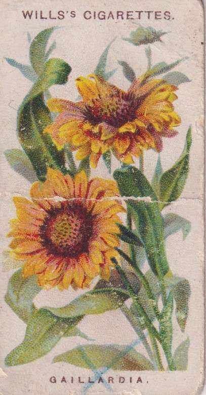 Cigarette Card Old English Garden Flower No. 14