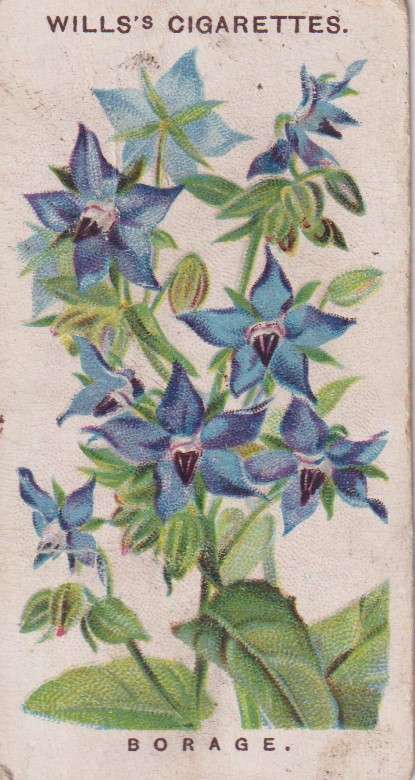 Cigarette Card Old English Garden Flower No. 17