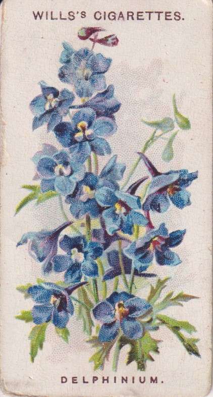 Cigarette Card Old English Garden Flower No. 44