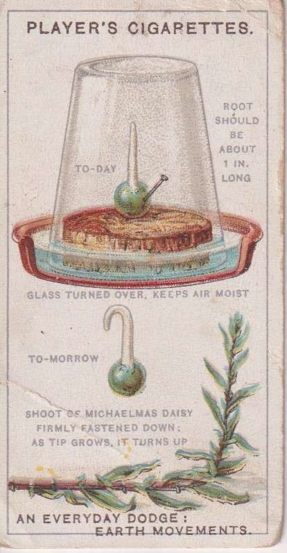 Cigarette Card Struggle for Existence No. 23