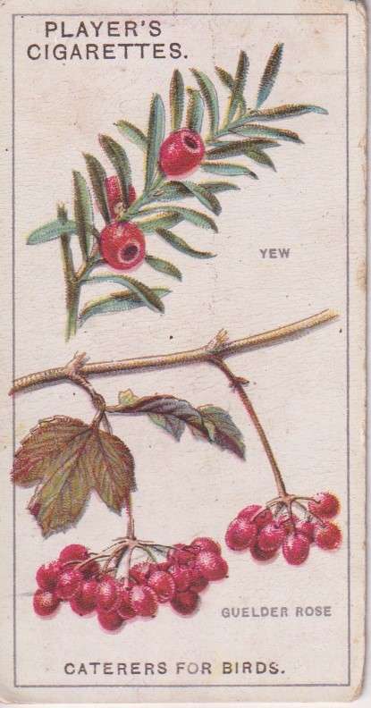 Cigarette Card Struggle for Existence No. 15