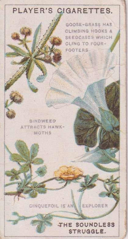 Cigarette Card Struggle for Existence No. 1