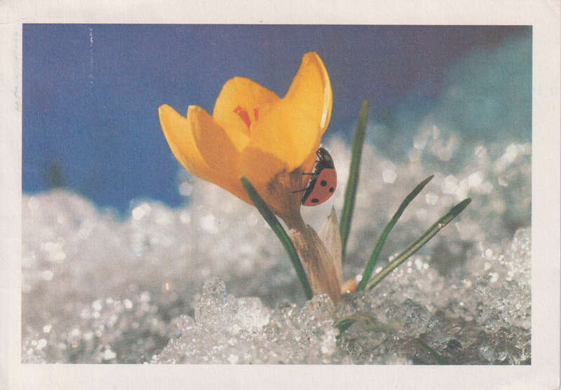 Post Cards / Maxi Card used